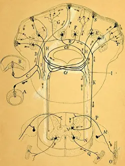 Histology Prints: Cajal, Brain Vestibular Sensor Connections, 1899