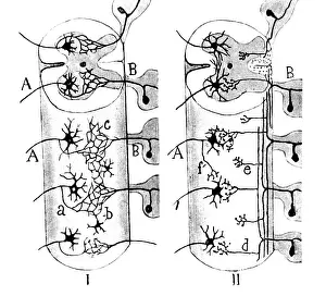 Cajal, Neuroglia Cells, 1923