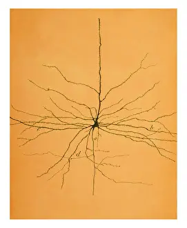 Africa Prints: Cajal, Pyramidal Cell in Cerebral Cortex