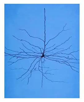 Histology Prints: Cajal, Pyramidal Cell in Cerebral Cortex