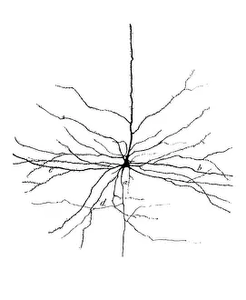 Histology Prints: Cajal, Pyramidal Cell in Cerebral Cortex