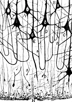 Cajal, Pyramidal Cells, 1923