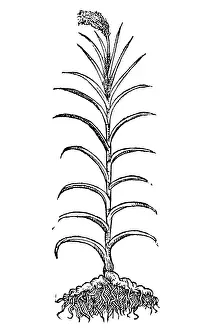 Monocot Prints: Calamus, Alchemy Plant