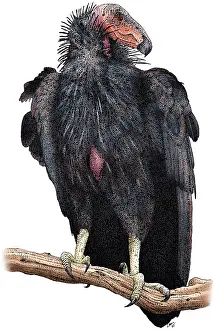 California Prints: California Condor
