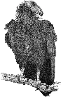 California Prints: California Condor