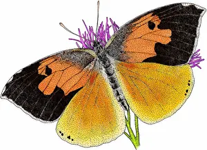 Insect Prints: California dog face butterfly