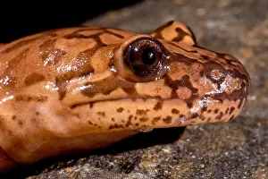 California Prints: California Giant Salamander