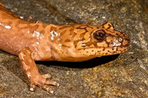 California Prints: California Giant Salamander