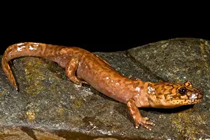 California Giant Salamander