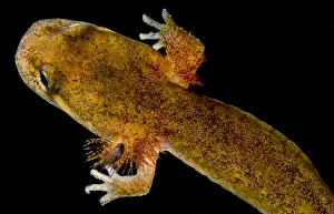 Stream Prints: California Giant Salamander Larva