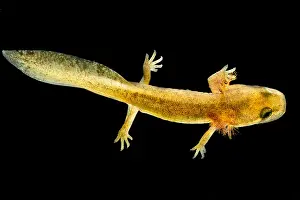 California Prints: California Giant Salamander Larva