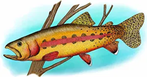 Freshwater Prints: California golden trout