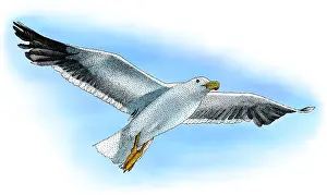 Flying Prints: California Gull