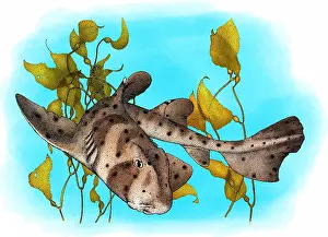 Balloon Prints: California Horn Shark