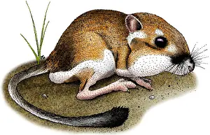 Rats Prints: California Kangaroo Rat