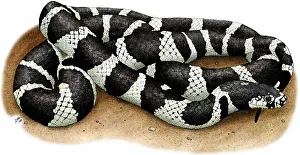 Colubridae Prints: California Kingsnake
