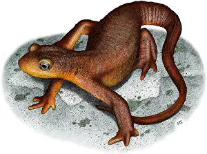 Range Prints: California Newt
