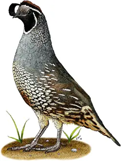California Prints: California Quail