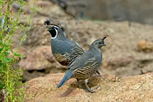 Rock Prints: California Quail or Valley Quail, Game Birds, Male and Female Pair On Rock