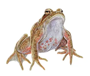 Vertebrata Prints: California Red-legged Frog