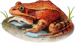 California Prints: California Red-legged Frog