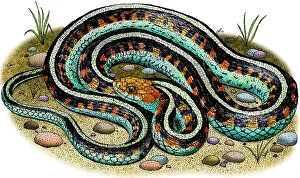 Colubridae Prints: California Red-Sided Garter Snake