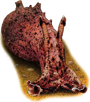 California Prints: California Sea Hare