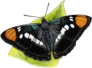 Insect Prints: California Sister Butterfly