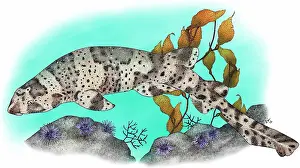 California Prints: California swell shark