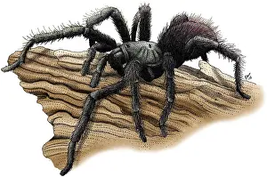 California Prints: California Tarantula