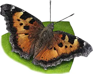 Butterfly Prints: California Tortoiseshell Butterfly, Illustration