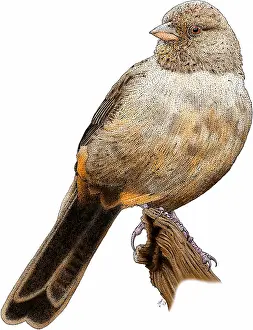 California Prints: California towhee