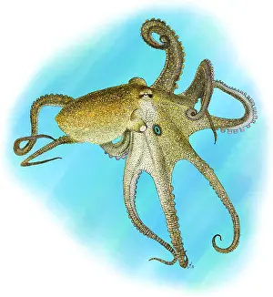 Octopodes Prints: California Two-Spot Octopus