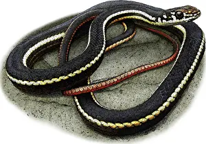 Colubridae Prints: California Whipsnake, Illustration