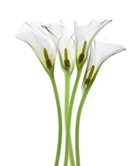 Science Source Collection Prints: Calla Lily, X-ray