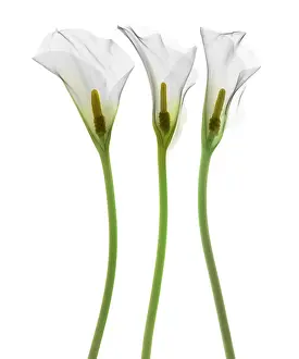 White Prints: Calla Lily, X-ray