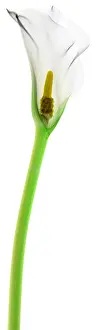 White Prints: Calla Lily, X-ray