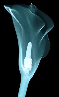 White Prints: Calla Lily, X-ray