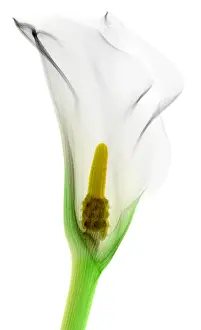White Prints: Calla Lily, X-ray