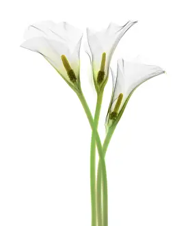 White Prints: Calla Lily, X-ray