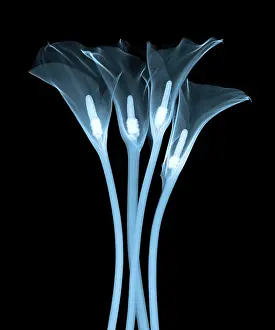 White Prints: Calla Lily, X-ray