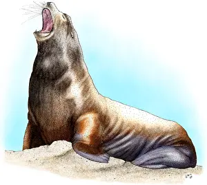 California Prints: Callifornia Sea Lion