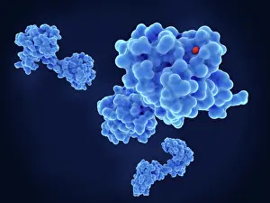 Prints: Calmodulin, a crucial messenger protein