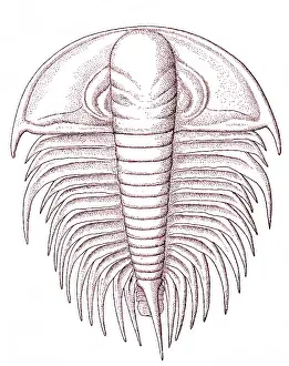 Evolutionary Prints: Cambrian Arthropod