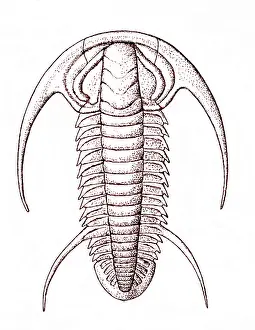 Evolutionary Prints: Cambrian Arthropod