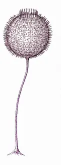 Evolutionary Prints: Cambrian Fauna