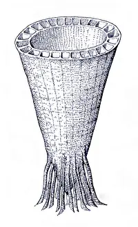 Evolutionary Prints: Cambrian Fauna