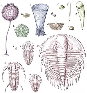 Evolutionary Prints: Cambrian Fauna