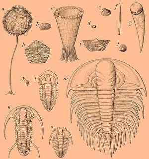 Cambrian Fauna