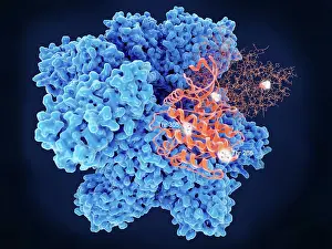 Pathological Prints: CAMKII, key regulatory aminoacids of two identical subunits